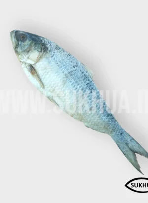 Hilsa Salted (Nona Ilish)